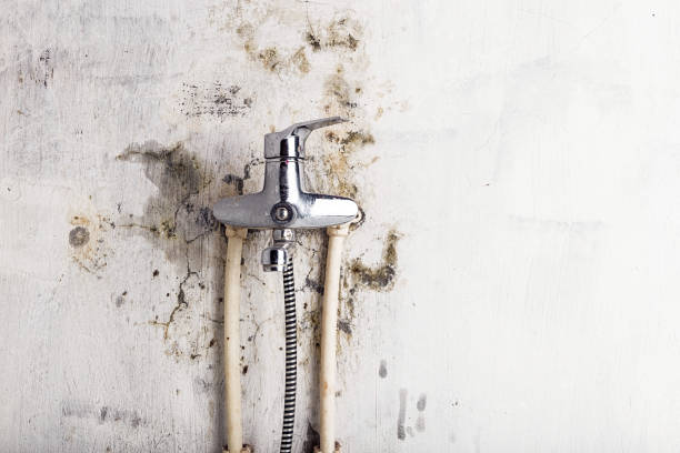 Best Fast Mold Removal  in Wright, FL