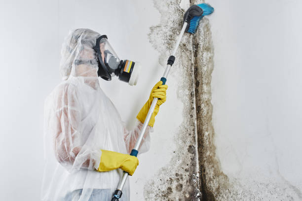 Best Mold Remediation  in Wright, FL
