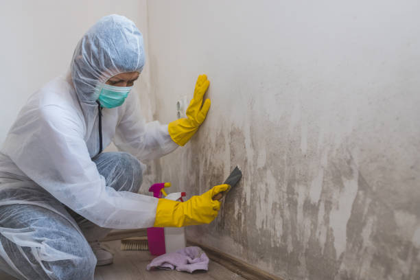 Best Attic Mold Removal  in Wright, FL