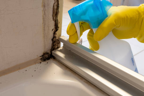 Home Mold Removal in Wright, FL