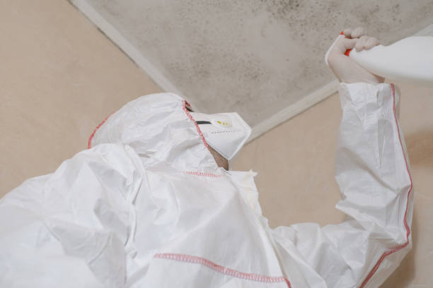 Mold Testing and Removal in Wright, FL