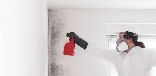 Best Office Mold Removal Services  in Wright, FL