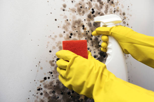 Best Commercial Mold Removal  in Wright, FL