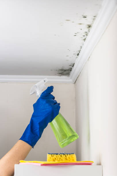 Best Certified Mold Removal  in Wright, FL