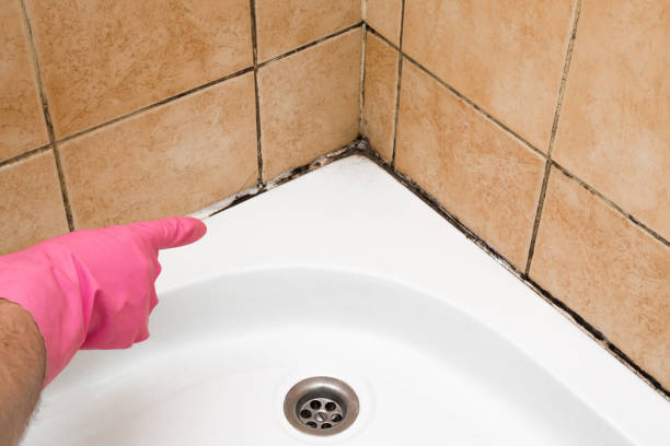 Best Same-Day Mold Removal  in Wright, FL